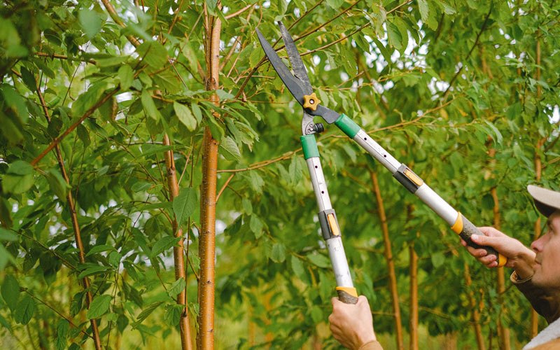 Tree trimming in Herkimer, NY